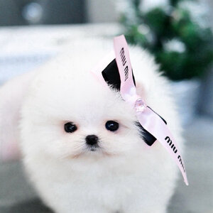 (ย้ายบ้านแล้ว) ปอมหน้าหมี ปอมขาว ปอม ที่ดีต่อใจที่สุด !! ความหน้าหวาน ดวงตาที่กลมโต ปากนิด ตะมูกหน่อย ตัวกระทัดรัด พกพาง่าย เลี้ยงในคอนโดได้ คือ ใช่เลย !!!