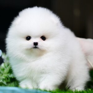 ย้ายบ้านแล้ว ผช