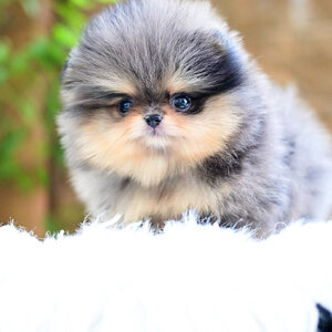 (ย้ายบ้านแล้ว) ปอมหน้าหมี ปอมแท้ ปอมเมอเรเนียน สี RARE LIMITED สีบลูเมอร์แทน มาร์กชัดเป๊ะ ขนสีสวย ตัวสั้น ปุกปิ๊ก ขี้อ้อน ขี้เล่น สุดๆๆ !!