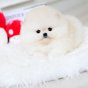 (ย้ายบ้านแล้ว) ปอมหน้าหมี ปอมแท้ ปอมขาวครีม ตัวสั้น ตัวกลม หน้าสั้น อ้อนหวานสุดๆ !!