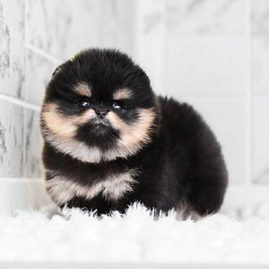 (ย้ายบ้านแล้ว) ปอมหมี เกรดโชว์ สายเลือดเยี่ยม ฉลาด แสนรู้ ขอมือได้ สีแจ่ม RARE ITEM สีหายาก BLACK & SILVERTAN มาร์กกิ้งเป๊ะ คิ้ว Sooooo จึ้ง !!