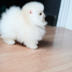 ย้ายบ้านแล้ว ปอมเมอเรเนียน ประกวด เกรดที่ดีที่สุด!! ขนแน่น นุ่ม ฟู ตัวสั้น หน้าสั้น หมีแบ๊วที่ถูกต้อง!!