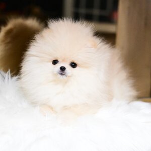 ย้ายบ้านแล้ว ผช