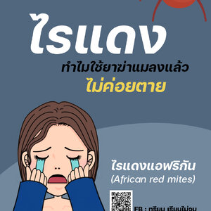ไรแดง รบกวนทุเรียน