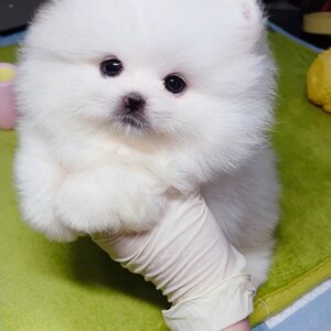 ย้ายบ้านแล้ว หมีหิมะ ก้อนขนดุ๊กดิ๊ก ผช