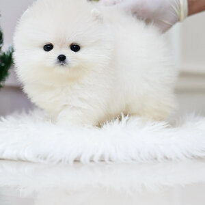 (ย้ายบ้านแล้ว) ปอมหน้าหมี ปอมเมอเรเนียน ปอมขาว หมีขาว ตัวน้อย ตาหวาน ตากลมโต ขนแน่น ทรงสวย ยืนสวยมากกกก !