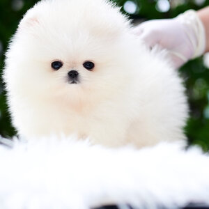 (ย้ายบ้านแล้ว) ปอมหน้าหมี ปอมปอม ปอมขาว ฟาร์มปอม คุณภาพ น้องร่าเริง สดใส แข็งแรง ตัวเล็ก พกพาง่าย !!