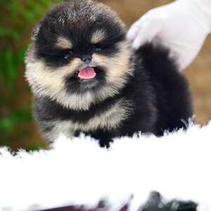 (ย้ายบ้านแล้ว) ปอมหน้าหมี ปอมแท้ ปอม สี RARE LIMITED ปอมสี BLACKTAN แซม SILVER หน้าสั้น ตากลม มีคิ้ว มาร์กกิ้ง ครบ ชัด เป๊ะ ทรงสวย ลิ้นจมปูว แป๋วแหวว สุดๆ !!