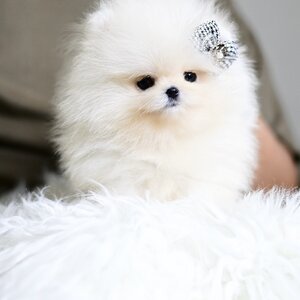 (ย้ายบ้านแล้ว) ปอมหน้าหมี ปอมเกาหลี ปอมทีคัพ ฟาร์มปอม ของเรา คือ ตอบโจทย์ที่สุด!! มีใบ FCI CERTIFIED รับรองทุกตัว เลี้ยงง่ายมากๆๆๆ