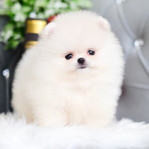 (ย้ายบ้านแล้ว) ปอมหน้าหมี ปอมขาว ปอมที่ดีที่สุด !! เกรดสายเลือดนำเข้าแท้ ตาโตจิง!! หน้าสั้น ขาสั้น ตัวสั้น กลมป๊อก ปุ๊กปิ๊ก ชวนให้หลง แบบสุดๆๆ !!!