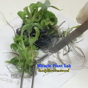 ร้านMiracle Plant Lab ( ห้องปฎิบัติการพืชมหัศจรรย์ )