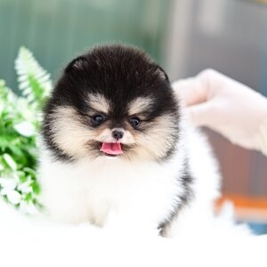 ย้ายบ้านแล้ว ผญ