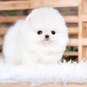 (ย้ายบ้านแล้ว) ปอมหน้าหมี ปอมหน้าตุ๊กตา ปอมสีขาว เกรดยอดนิยม !! ตะเล็กตะน้อย ซุกใส่เป๋า เอาขึ้นคอนโด ก็ไม่มีใครรู้ !! ตาแป๋ว ตากลมโต เป็นลูกลำไย หน้ากุด สุดๆ !!