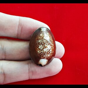 เบี้ยแก้ เล็ก บรรจุปรอทตำราวิชา หลังตอกโค็ด ตอกเลข #รับประกันแท้ - พระอาจารย์สุริยัณ วัดป่าฉัพพรรณรังสี จ.ชัยภูมิ