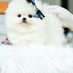 (ย้ายบ้านแล้ว) ปอมหน้าหมี ปอมทีคัพ ฟาร์มปอม ปอมเมอเรเนียน สายเลือดแชมป์ ทรงสวย ตัวสั้นกระชับ เหมือนตุ๊กตาหมี สุดๆ ตากลมโต หน้าแบ๊ว มว๊ากกกกก !