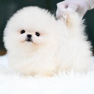 (ย้ายบ้านแล้ว) ปอมหน้าหมี ปอมแท้ ปอมเกาหลี !! เกรดที่เหมือนตุ๊กตา สุดดดดดด!! ตะเล็กตะน้อย พกพาง่าย ขาสั้น กลม ตาแป๋ววววว หน้าสั้น !