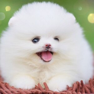 ย้ายบ้านแล้ว ผญ