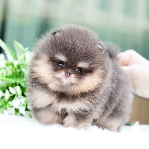 ย้ายบ้านแล้ว ผญ