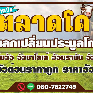 ขนส่งโค โทร 088-9952629 วัว ควาย รถรับจ้างขนสัตว์ ขนแพะ ขนแกะ ขนโค ขนกระบือ ขนส่งสัตว์ ทุกชนิด ทั่วประเทศ