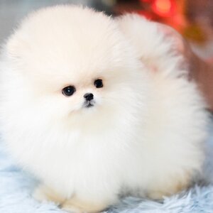 ย้ายบ้านแล้ว ผญ