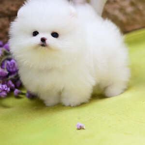 (ย้ายบ้านแล้ว) ปอมปอม ปอมเมอเรเนียน ปอมหน้าหมี เกรดสายเลือดนำเข้า ตากลมโต อย่างแท้จริง ยืน 1 เรื่องความแบ๊ว ขาสั้นๆๆๆ ขาหย่ายยยย ตัวกลม ปุ๊กปิ๊ก สุดๆ !!