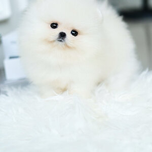 (ย้ายบ้านแล้ว) ปอมหน้าหมี ปอมปอม ปอมขาว เกรดท็อปสุด !! ตากลมโต ตัวสั้นกลม แก้มตุ่ย ขนแก้มแน่น หน้าสั้นกุด ขาสั้น ปุ๊กปิ๊ก !!