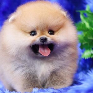 ย้ายบ้านแล้ว ผญ