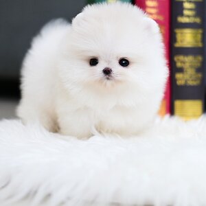 (ย้ายบ้านแล้ว) ปอมหน้าหมี ปอมแท้ ปอมขาว ปอมเมอเรเนียน เกรดที่ “เหมือนตุ๊กตา มากที่สุด” จุดเริ่มต้น ของคนที่อยากเลี้ยง ปอมหมี ก็ คือ รวมคำว่า ”ใช่” อยู่ที่น้องคนนี้เลย !!