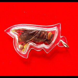 พญาต่อเงินต่อทอง (ใช้ ตัวต่อจริงที่ตายแล้ว) + ตะกรุดเรียกเงินเรียกทอง + เม็ดธาตุกายสิทธิ์เหล็กไหลเงินคำ ปี2560 (อานุภาพ เรียกเงิน โชคลาภ ค้าขาย เจรจา) #รับประกันแท้ - พระครูบาเหนือชัย (พระขี่ม้า)