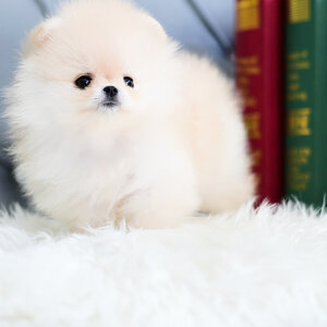 (ย้ายบ้านแล้ว) ปอมหน้าหมี ปอมแท้ ปอมเกาหลี เราคือ ฟาร์มปอม ที่มีน้องปอมหมี ที่เหมือนตุ๊กตาที่สุด !! ขนแน่น ตัวกลม ไซส์พกพา ตาโต อย่างแท้จริง!!