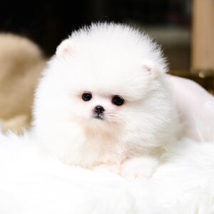 ย้ายบ้านแล้ว ผญ