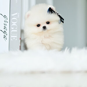 (ย้ายบ้านแล้ว) ปอมหน้าหมี ปอมแท้ ปอมเกาหลี เกรดที่ใช่ที่สุด !! มีใบ CERT รับรอง หมีขาวตัวน้อย ขาสั้นๆๆ ตาแป๋ว ตาโตอย่างแท้จริง!! เพราะเป็นเกรดสายนำเข้า ที่ถูกต้อง !!