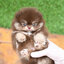 (ย้ายบ้านแล้ว) ปอมหน้าหมี ปอมแท้ สายนำเข้า สี Chocolate Tan