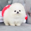 (ย้ายบ้านแล้ว) ปอมหน้าหมี ปอมปอม ปอมขาว เกรดนำเข้า !! ตาโต อย่างแท้จริง !! หน้าสั้น ขนปุย ตัวหอม ปุ๊กปิ๊ก สุดดดดด !!