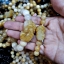 สร้อยข้อมือ ปี่เซียะ (ผีซิว) (Pi Xiu) หินไทเกอร์อาย ตาเสือ Tiger Eye (ขายปลีก ขายส่ง)