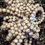 ้ประคำ ข้อมือ เนื้อไม้หอม (เม็ดเล็ก 12เม็ด) (ขายปลีก ขายส่ง)