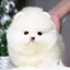 (ย้ายบ้านแล้ว) ปอมหน้าหมี ปอมแท้ ปอมขาว สายเลือดนำเข้า ปากนิด ตมูกหน่อย น่ารัก แบ๊วกรุบ ดีต่อใจสุดๆๆ !!