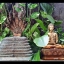 รูปหล่อ พระพุทธเจ้า ปางพระนาคปรก (พญานาค7หัว) เนื้อทองเหลือง ปี2562 (พระหน้าตัก5นิ้ว ฐาน7นิ้ว สูง8นิ้ว) #รับประกันแท้