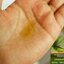 น้ำมันหมักผมจากอินเดีย Patanjali Kesh Kanti Oil 120ml