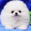 ย้ายบ้านแล้ว ผญ
